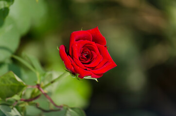 Lonely rose on green abstract background