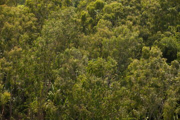 Aerial view of green forest. High quality photo