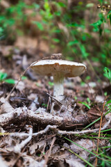 It's mushroom season! Mushrooms Picking in a Forest during fall season, in Provence, South of France.