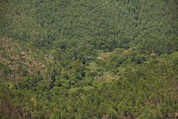 Aerial view of green forest. High quality photo