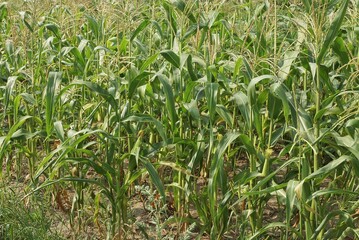 row of green corn plants in brown earth in a summer field on a farm