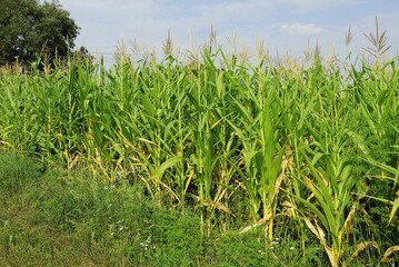 Fototapeta premium green high row vegetation from corn and grass against the sky and clouds