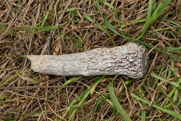 one white deer horn lies on the grass in nature