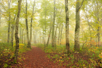 Fototapeta premium path in the forest