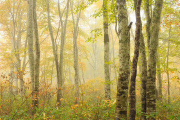 autumn in the forest