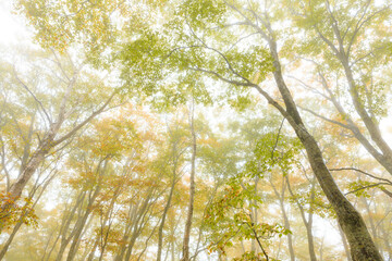 leaves in the forest