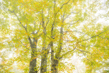 autumn in the forest