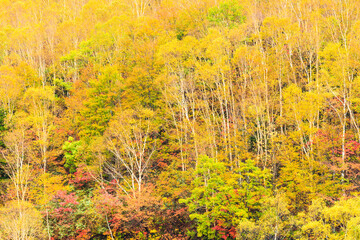 autumn landscape with trees