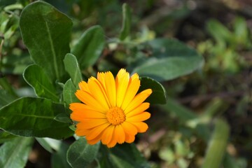 bee on yellow flower