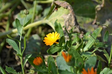 yellow flowers in the garden