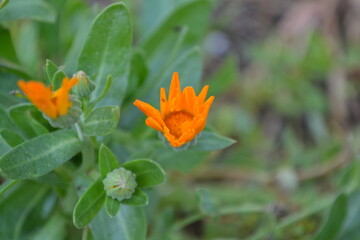 orange flower