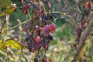 red berries on a tree