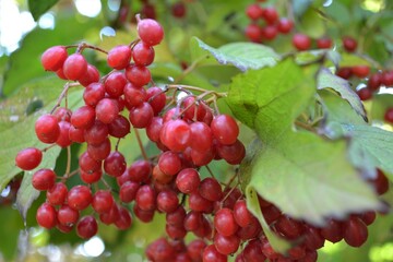 red currant berries