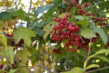 bunch of grapes on the vine