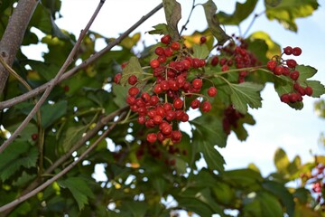 red berries on a branch