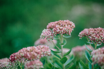 red and white flowers