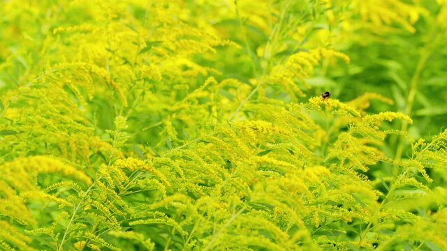 Canada goldenrod flowers. Solidago canadensis. Since it flowers late in summer. Bumblebee collects nectar.