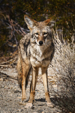 Coyote