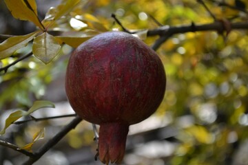 apples on tree
