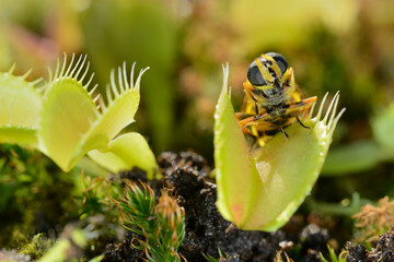 Bee-like fly insect approaching and being captured by Venus fly trap carnivorous plant