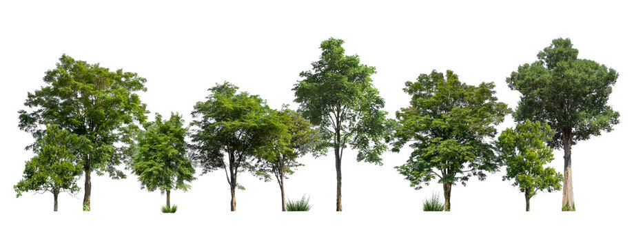 Green trees isolated on white background. forest and leaves in summer rows of trees and bushes