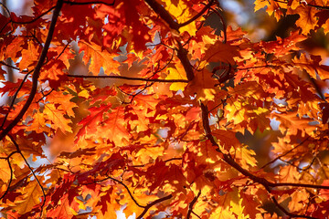 Autumn oak background