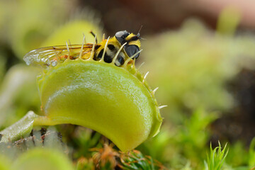 Bee-like fly insect approaching and being captured by Venus fly trap carnivorous plant © alessandrozocc