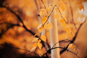 Bright yellow leaves on thin birch branches in the forest on an autumn day. Golden autumn in October. Autumn aesthetics.