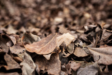 Dry brown leaves, texture for background
