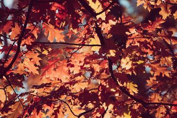 Autumn oak background