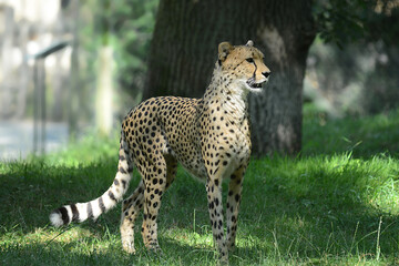 Gepard © R+R