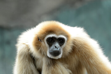 Gibbon