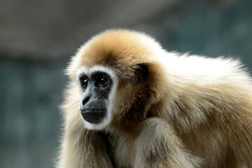 Gibbon