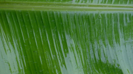 background water droplets on green leaves  banana leaf