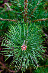 Naklejka na ściany i meble green branch of young pine with needles close up