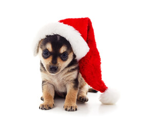 One dog in a Christmas hat.