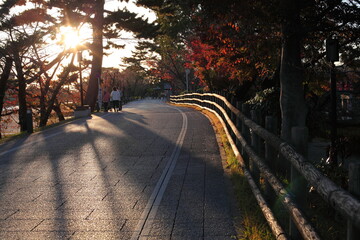 Naklejka premium 紅葉と夕日の道