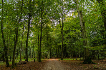 The beech forest in early autumn