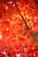 見上げる秋景色