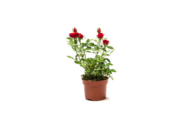 Naklejka na ściany i meble Red roses in a pot isolated on white background.