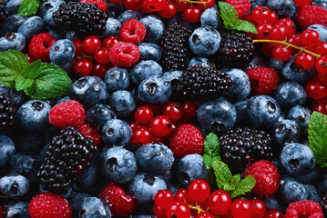 Blackberry, raspberry, blueberry,  red currant and mint background.