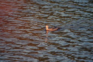 Blue-winged Teal swimming in a marsh