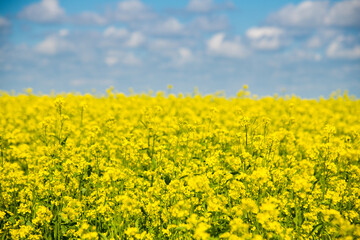 Fototapeta premium Mustard flower field yellow colors a lovely summer day
