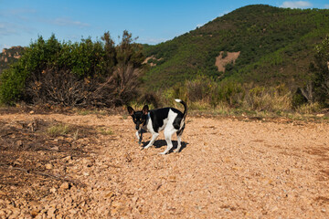 Jack Russell dog enjoying a hike on the cap esterel mountain, provence, South of France