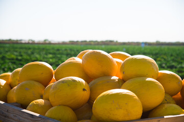Group of fresh ripe yellow sweet melons in a wooden box for sale on an organic farm