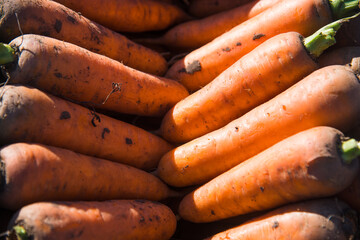 Harvest carrots in a box
