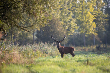 Red deer standing in forest in autumn