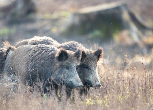Group of wild boars standing in forest