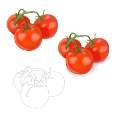 Set of realistic vector tomatoes cherry three on branch fresh bright