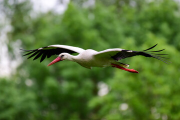 white stork - cigogne blanche